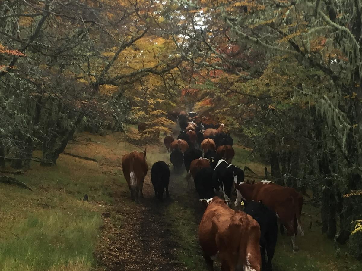 Estancia Dos Elianas Torres del Paine National Park Dış mekan fotoğraf